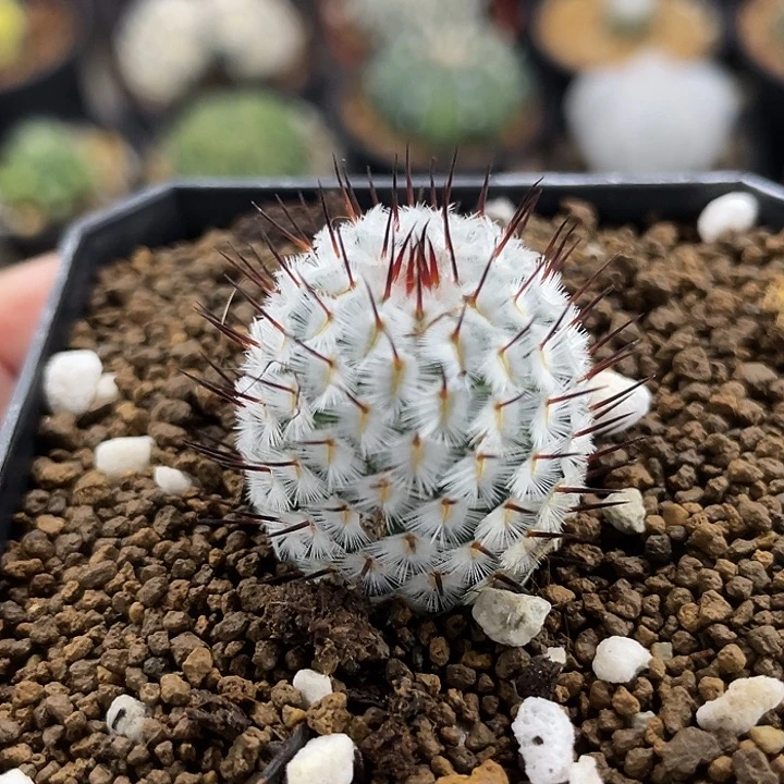 直刺佩蕾实生仙人球