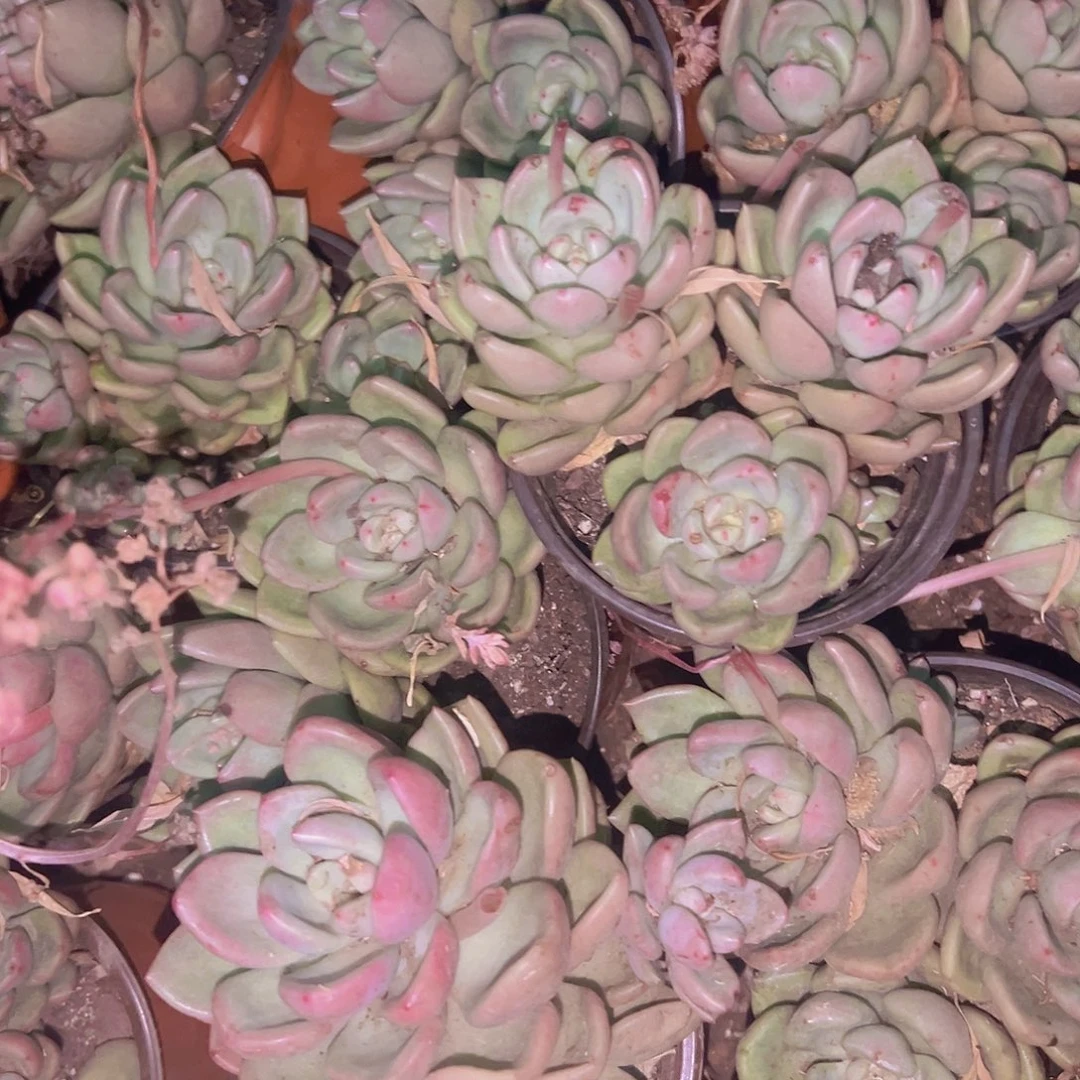 奶油额梨9.99五盆花花