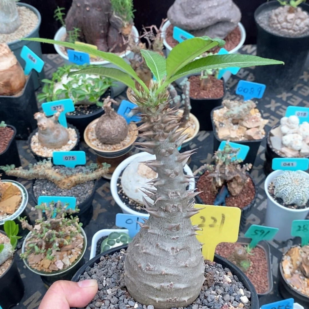 温莎甁干多肉植物