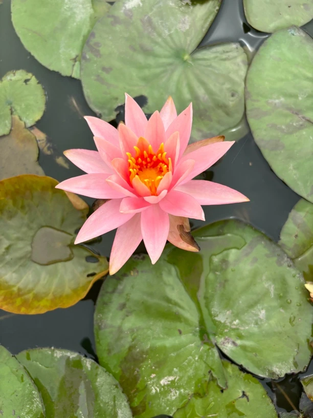 耐寒睡莲盆景池塘水培植物随机发两色