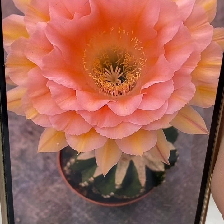 彩草梦幻侧芽3.5公分左右