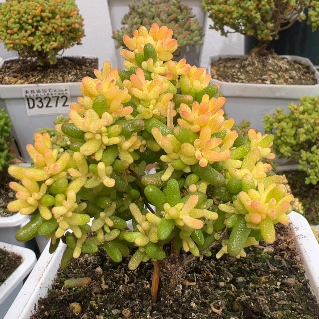 梨***、D3335糖球三号锦枝干