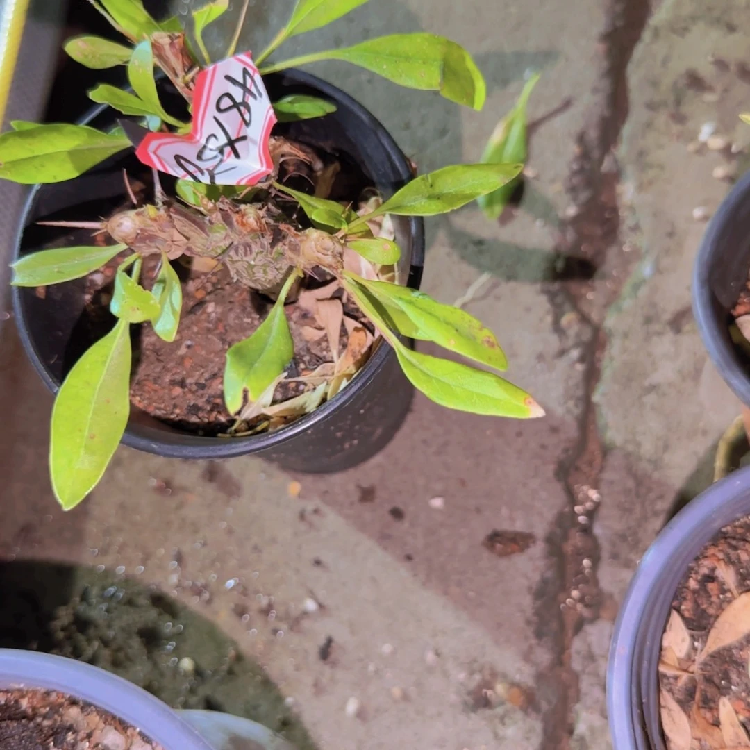 块根植物块根植物