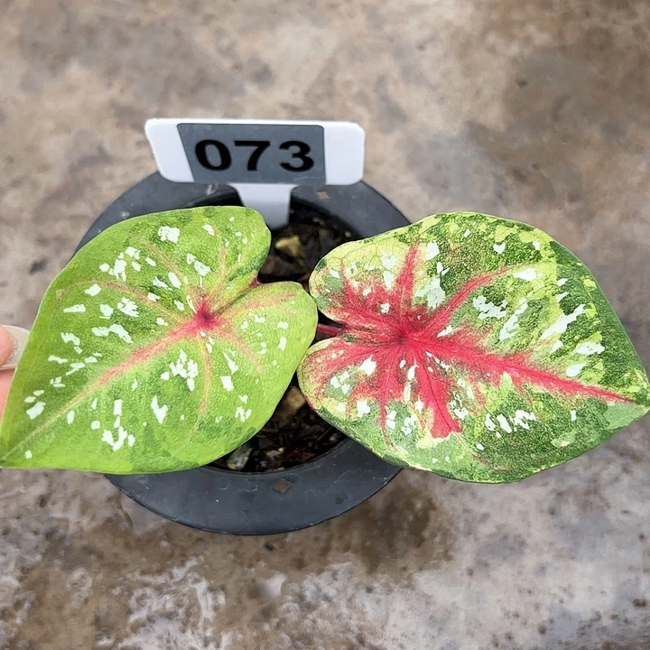 073-0206彩叶芋广东现货