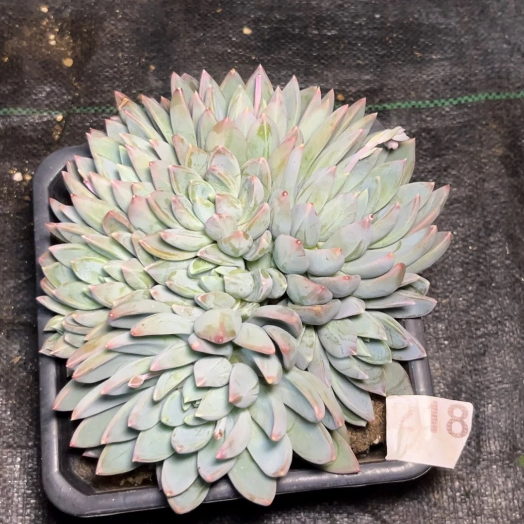 多肉植物红蛋群218