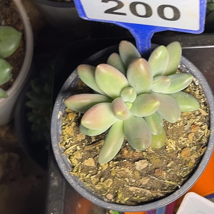 多肉植物欧若拉200