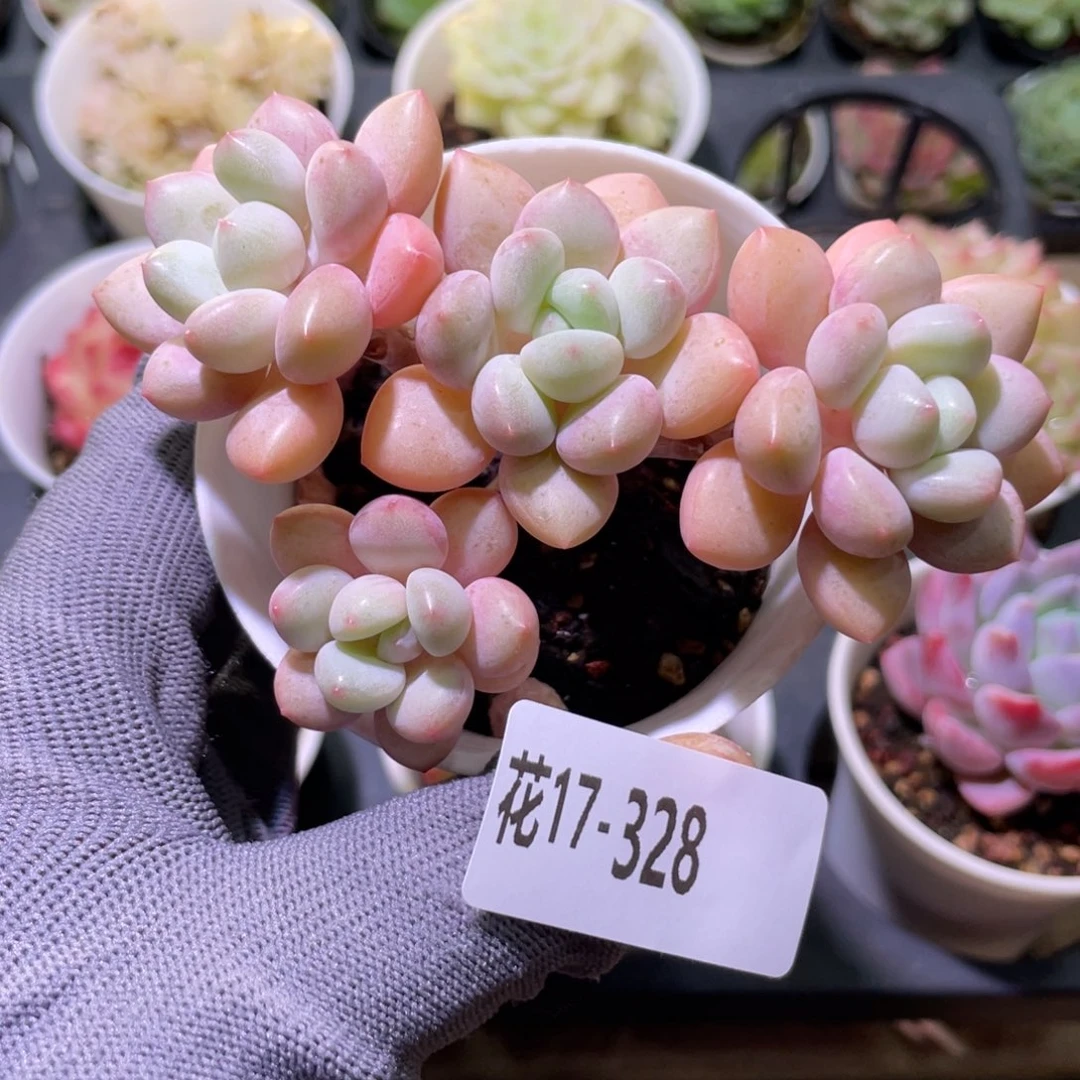 花利美17-328泡泡糖