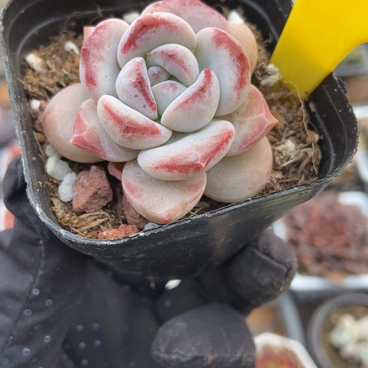 925星星雪多肉植物保护