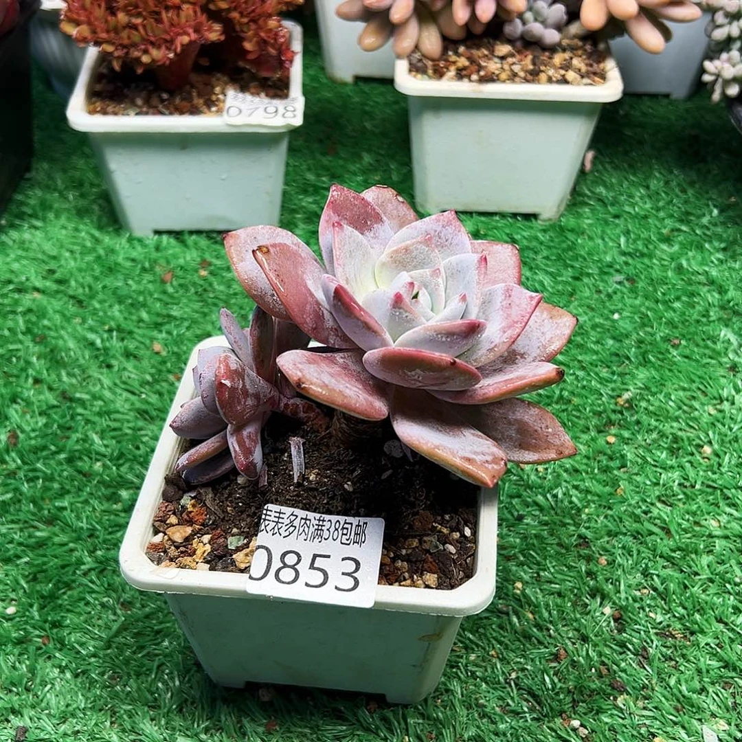 无花朵＂多肉一物一拍植物0753