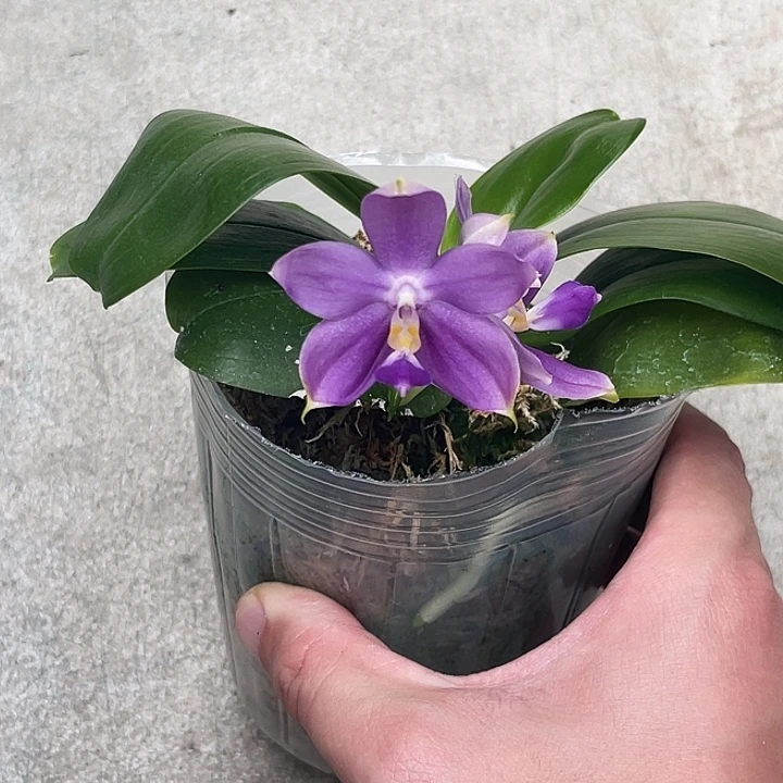 大部分开放少量花苞蓝色文森特