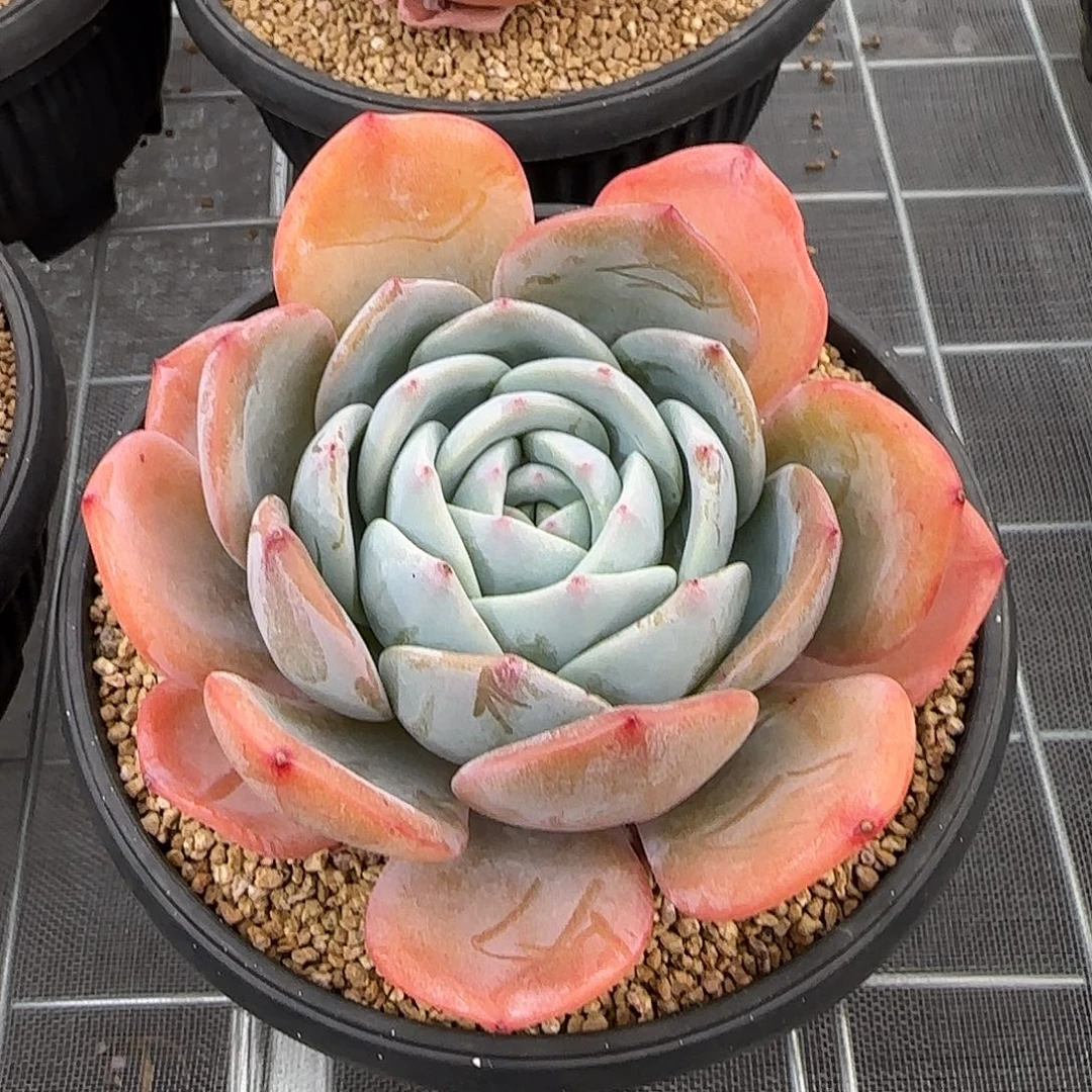 从前慢花园精选凤橙