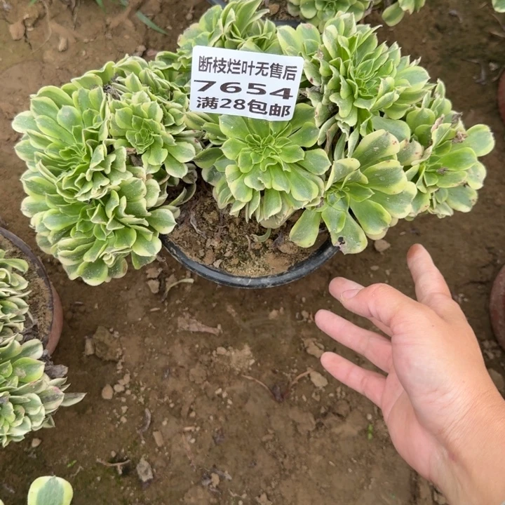 7654二号棚福利绿豆沙缀B