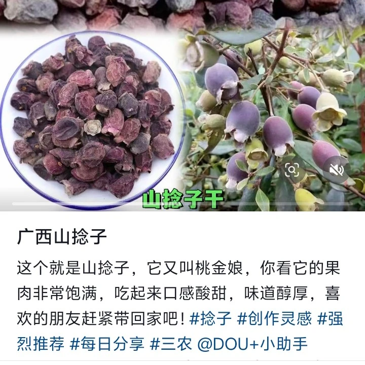 广西山捻子，捻子干，她又叫桃金娘，你看她的果肉非常饱满，口感酸甜