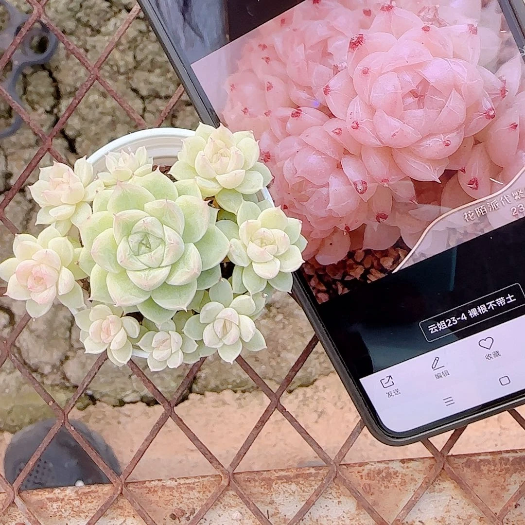 居***酱1024-156（云姐23-4）专拍