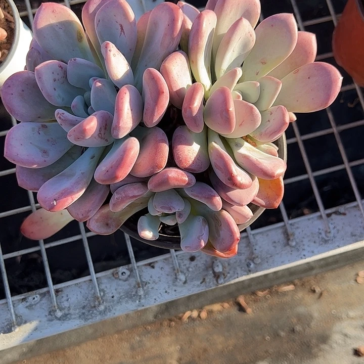 静***开奥普琳娜群生多肉植物精品