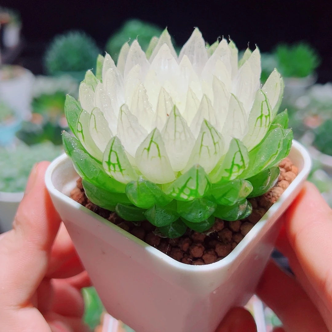 白莲花带白盆多肉