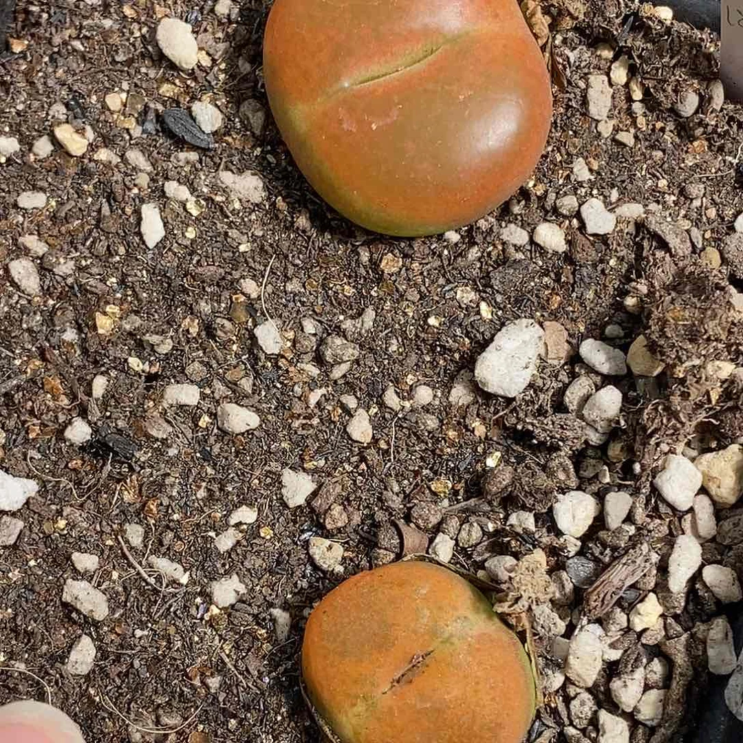 0826-76-蟠桃福利两颗。