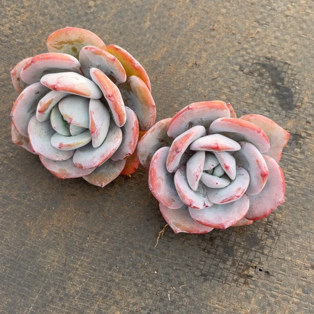 萌***。姐姐我在你怀里