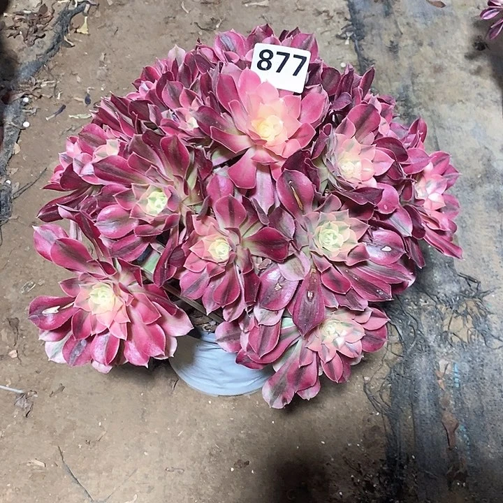 哎*法师植物12345678