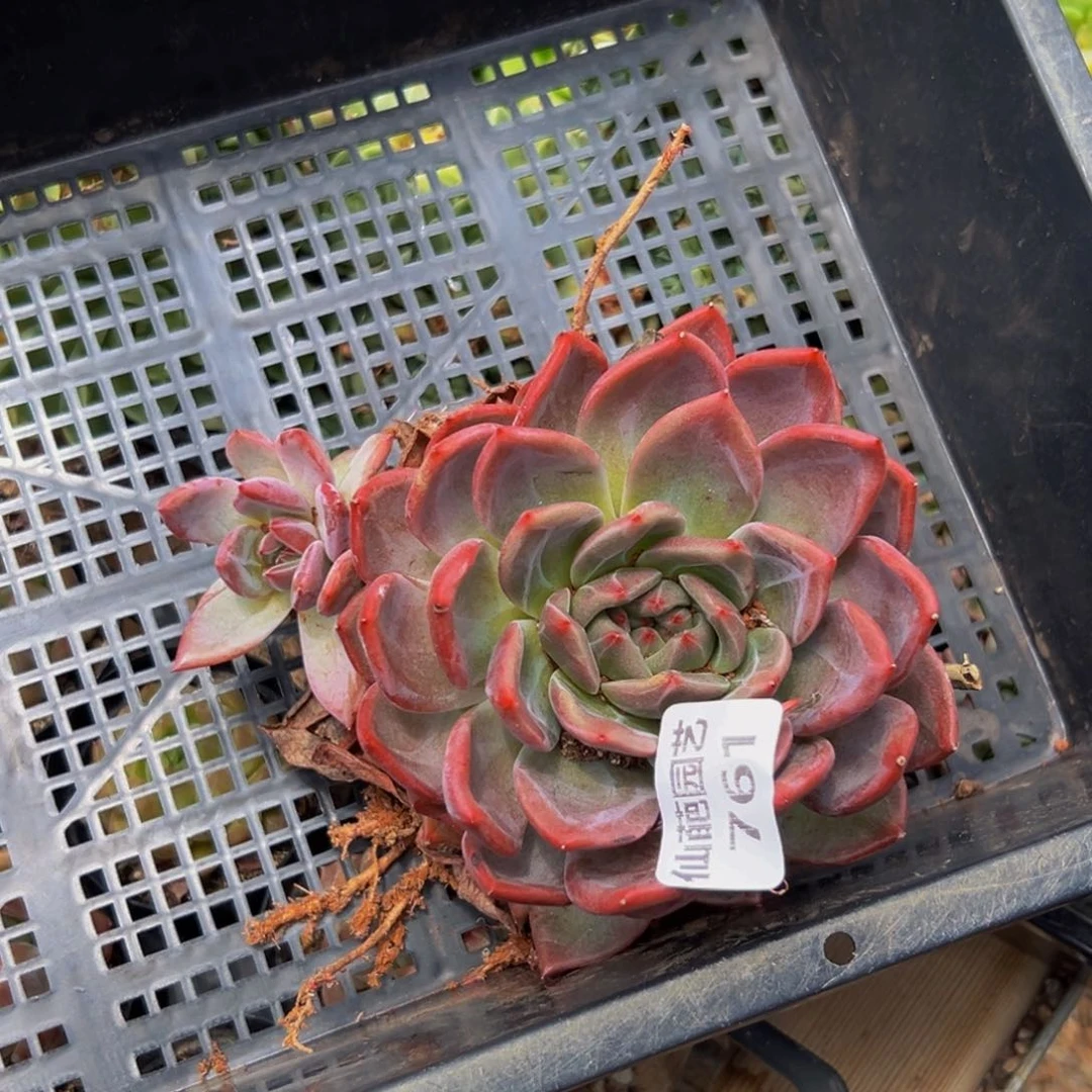 761多肉植物的生长发育和