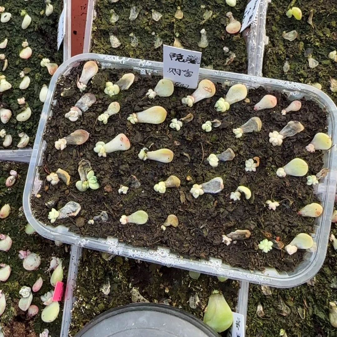 隐藏芝麻穴一个满25包邮