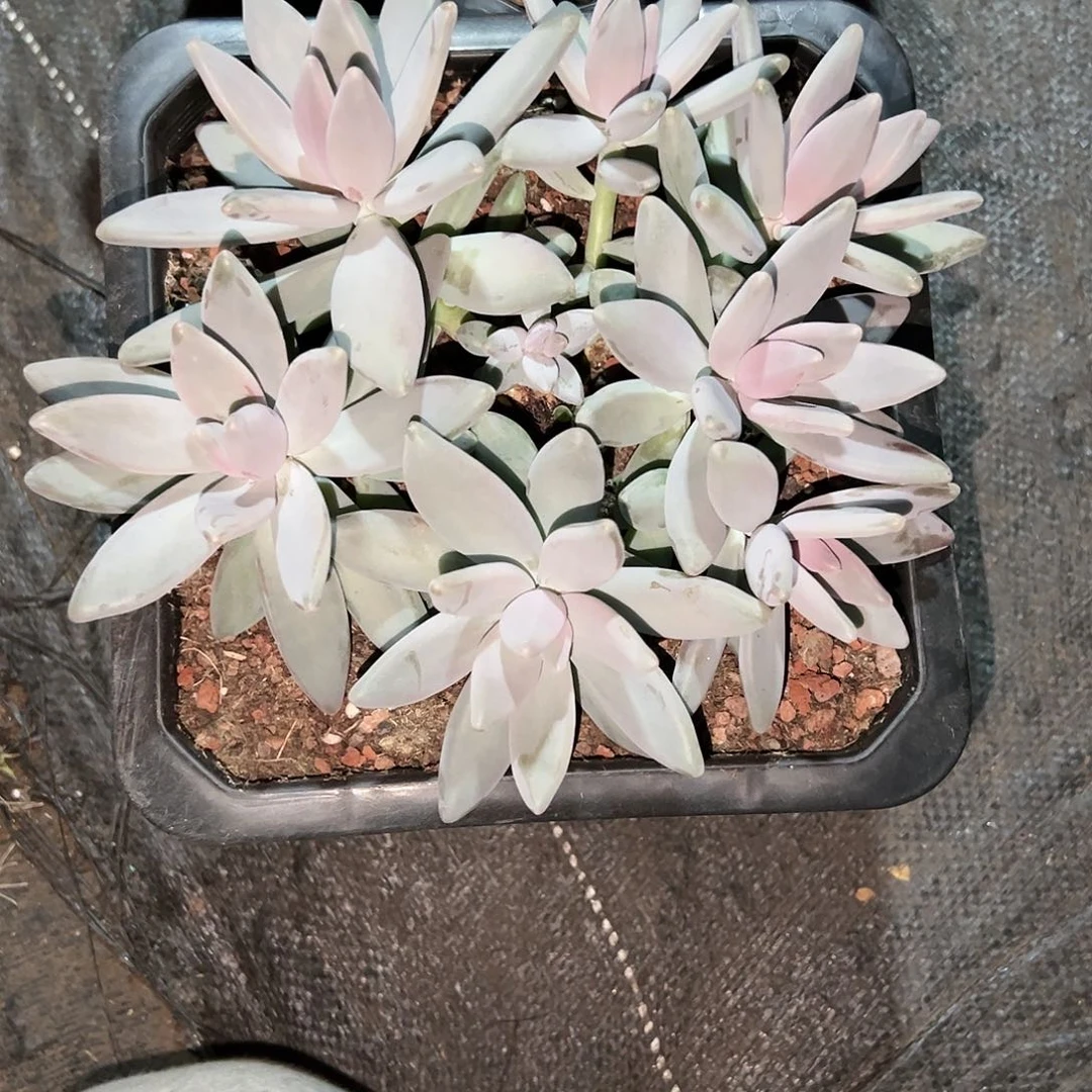 【闪购商品】企鹅大群多肉植物