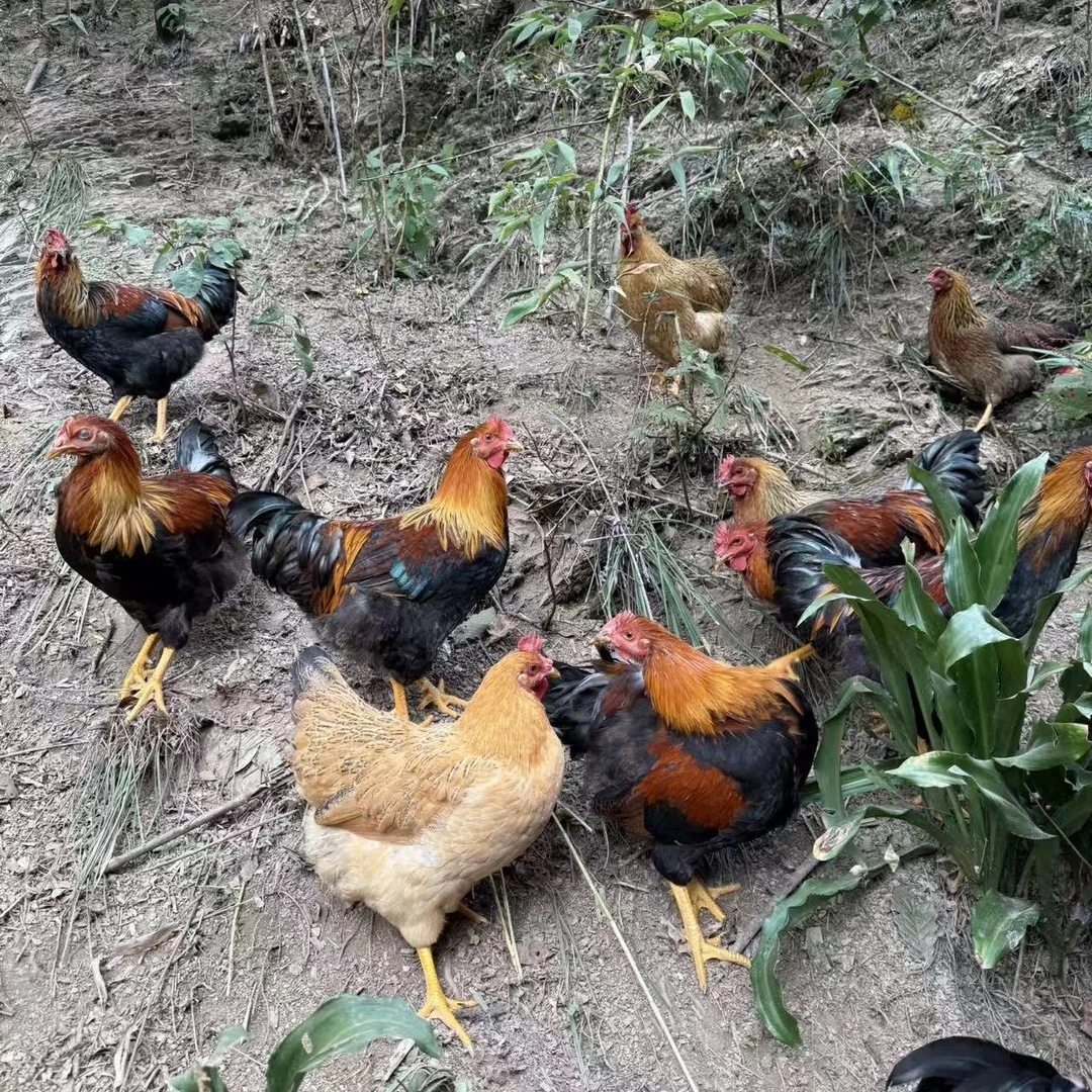 2只套装深山散养老母鸡农家散养现宰现发鸡肉冷链 包冰率不含冰