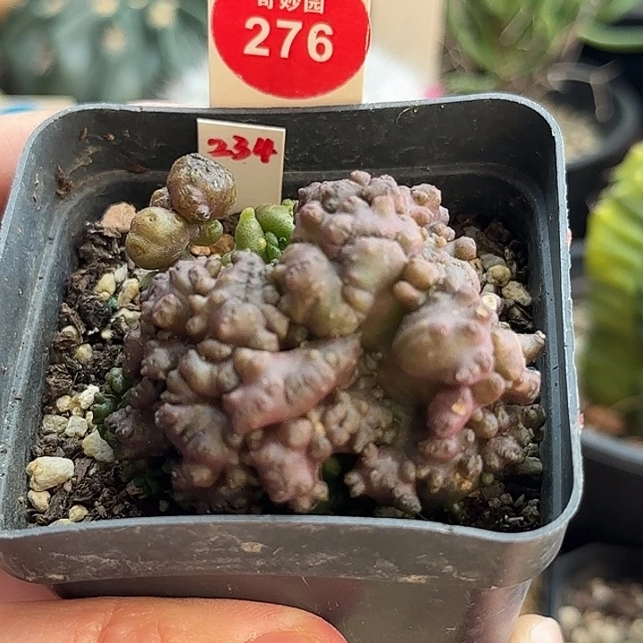 程程柱石化群一颗