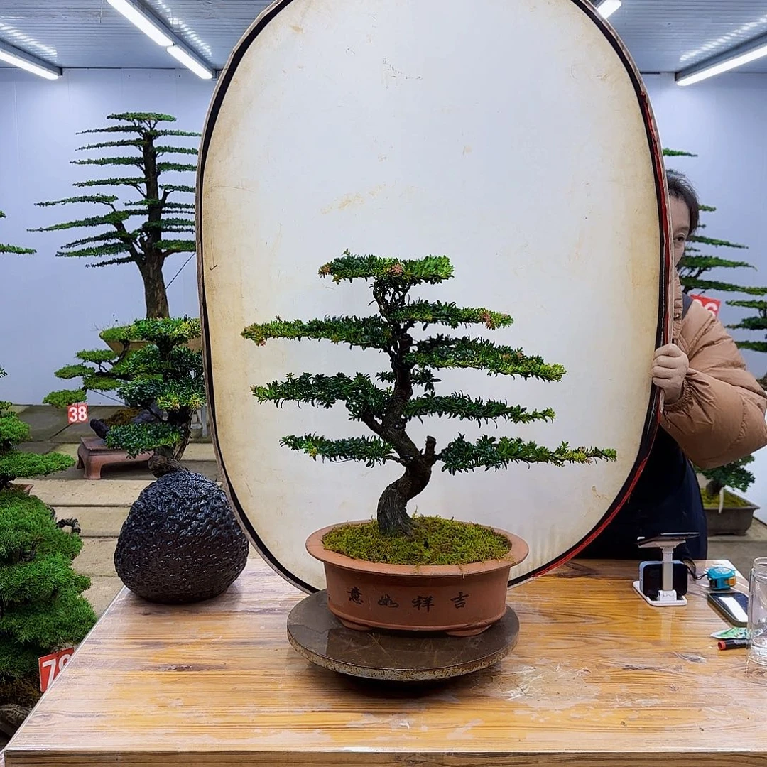 蓝***源无花朵盆景直播间一物一拍