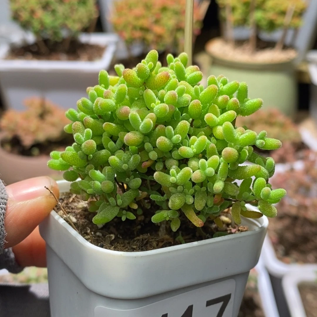 李****吗蜜桔糖球枝干番杏A417