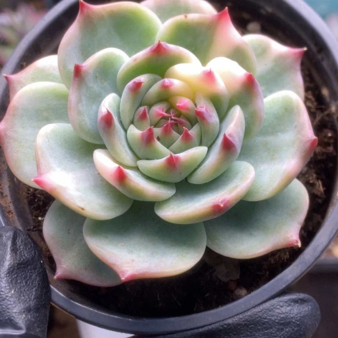 066锦锦锦锦锦锦锦