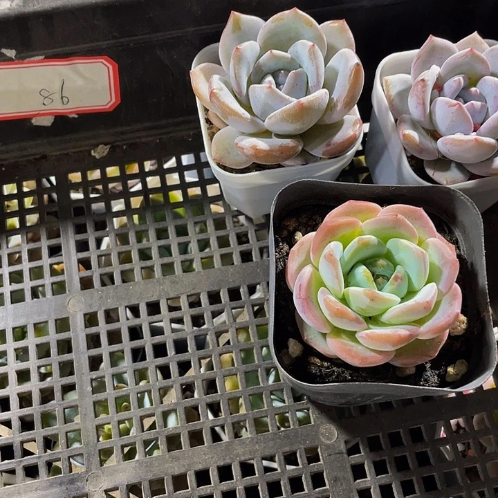 3**橘86号筐带盆土发货