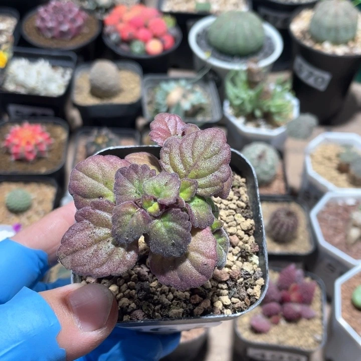 小****员661爱氏延命草