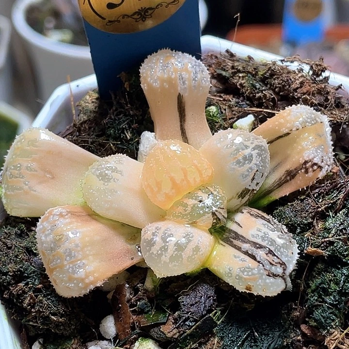 575摩多锦一物一拍