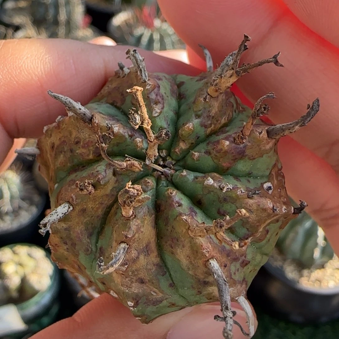 403 法立达啊啊啊