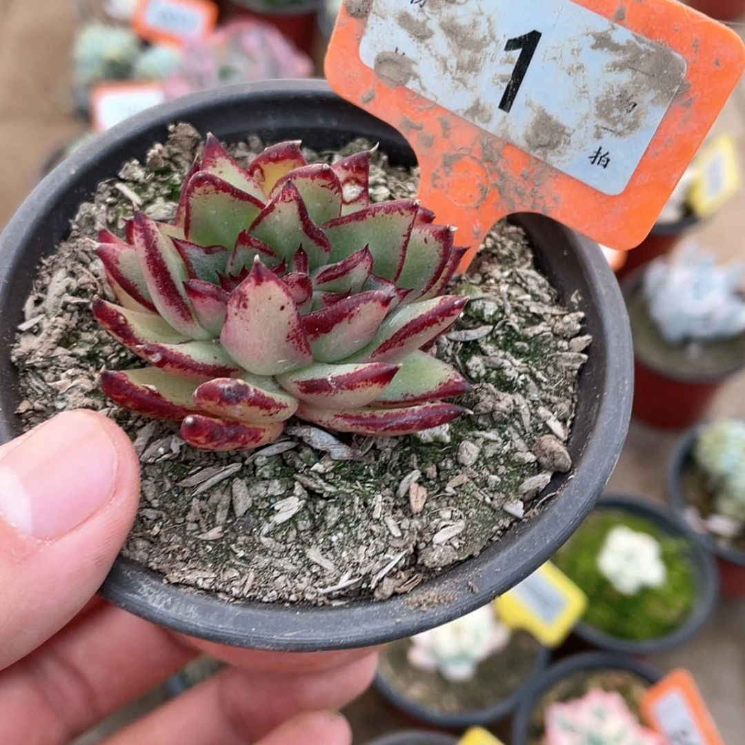 【闪购商品】超*杰1号的