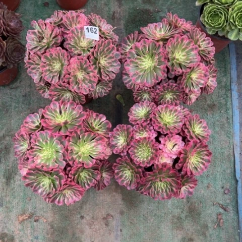 春****162铜壶锦多肉3颗