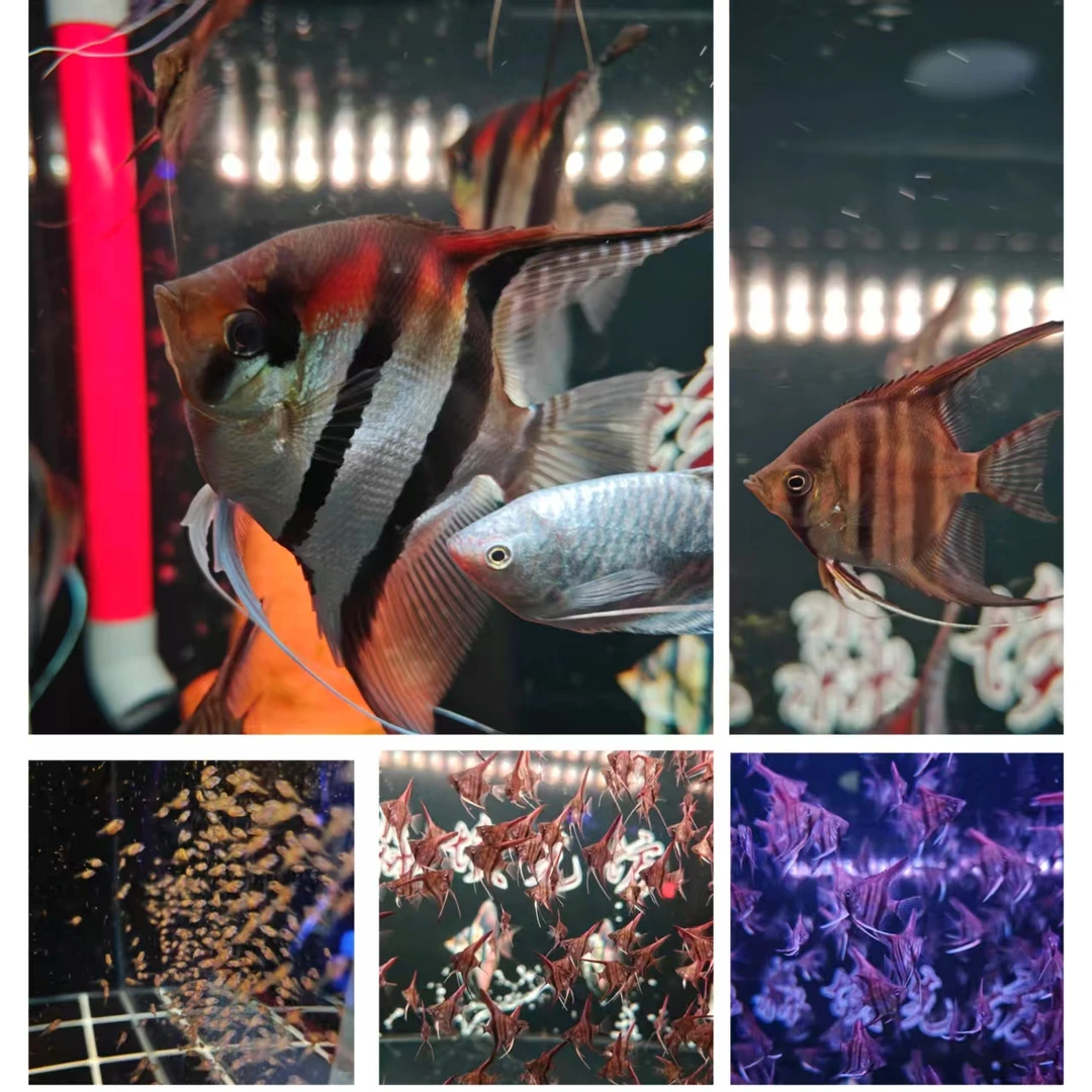 纯血统精品红背马纳卡普鲁（直播间内可精挑）鱼鱼观赏鱼包邮观赏鱼