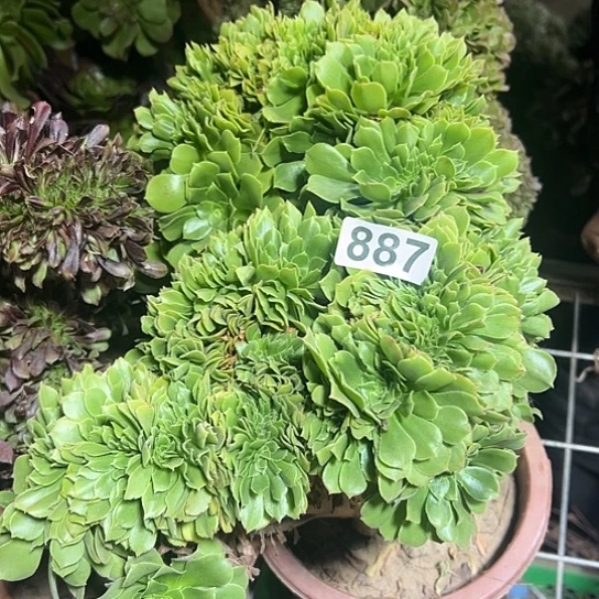 邱***军多肉植物一个绿玫瑰887