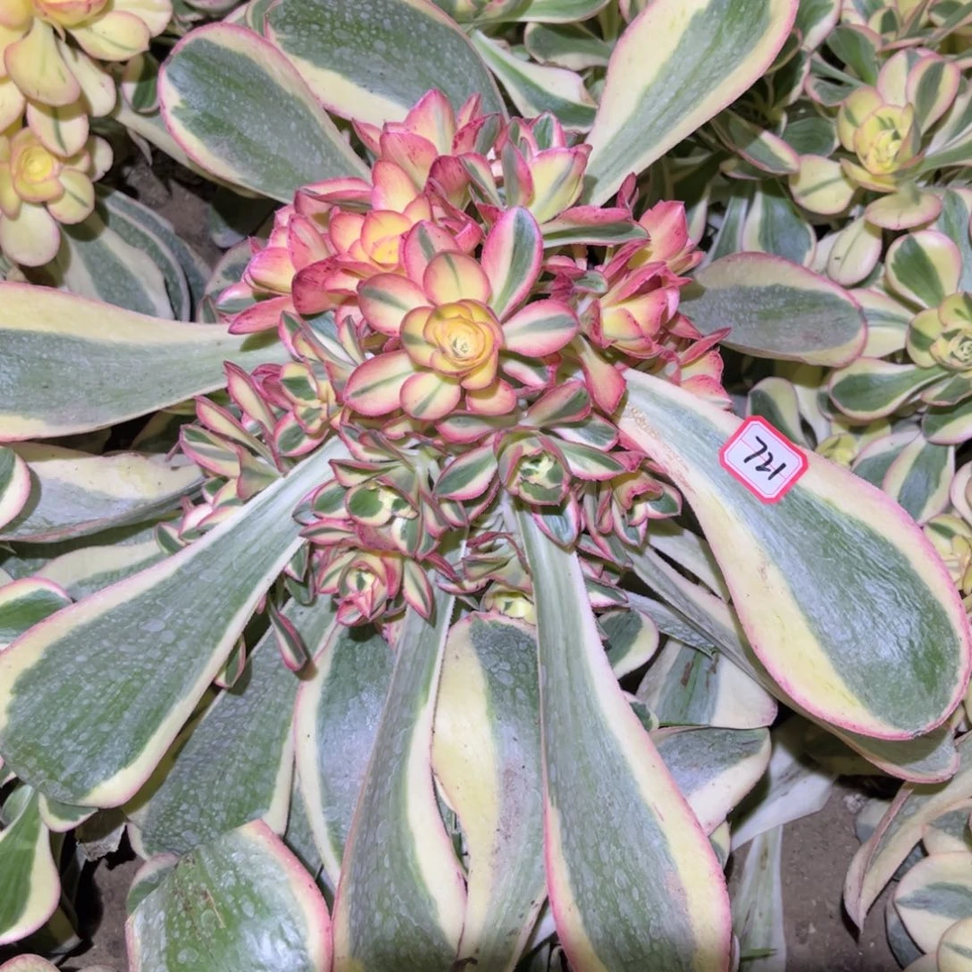 生*721多肉植物艳姿锦