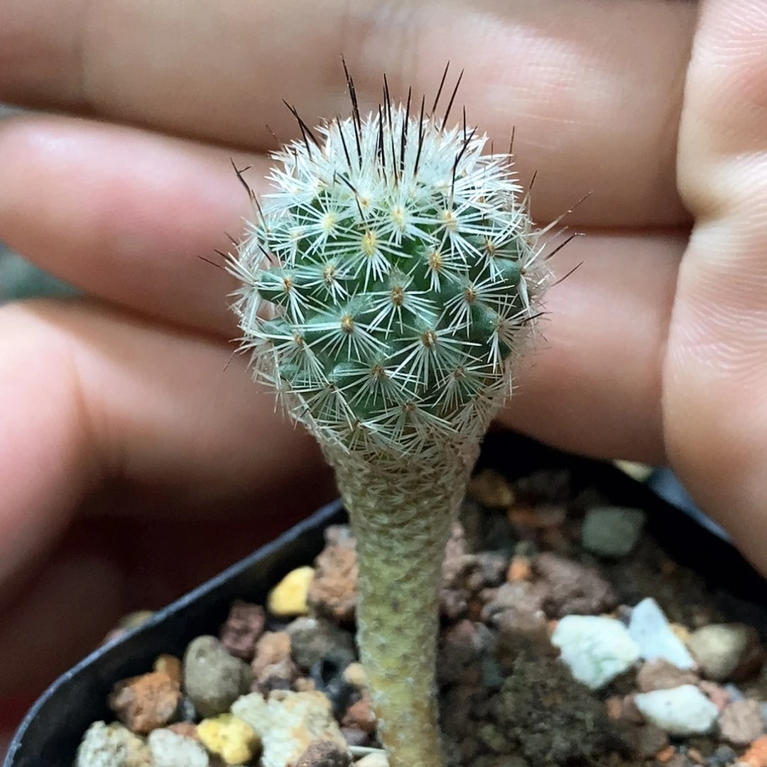 孤品实生特选株赤花美针玉2.2cm