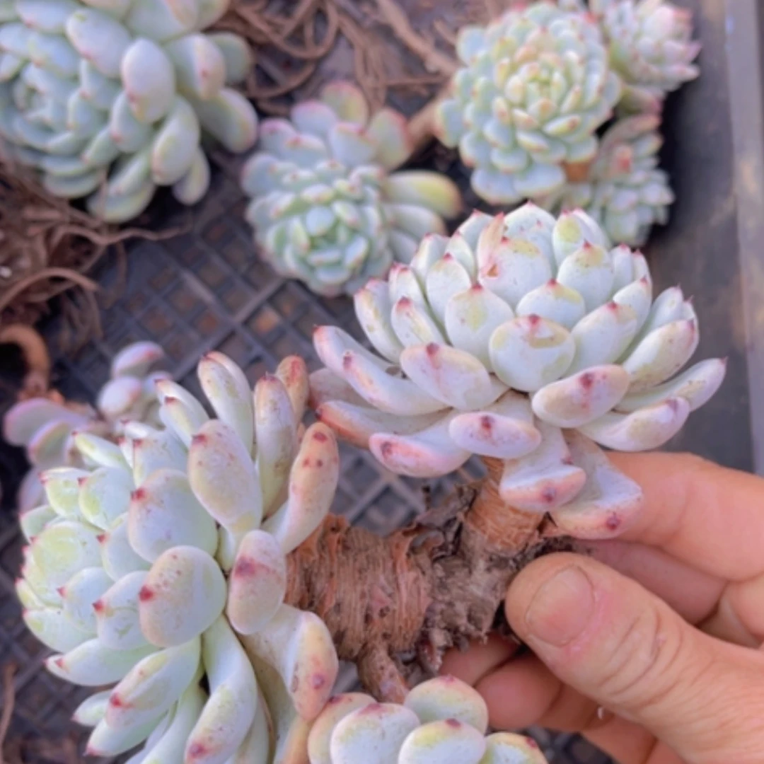 【闪购商品】雪爪1254