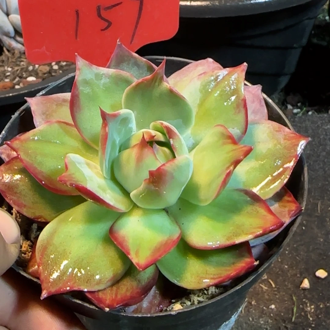 喇叭惊鸿一物一拍包装收缩花旱157