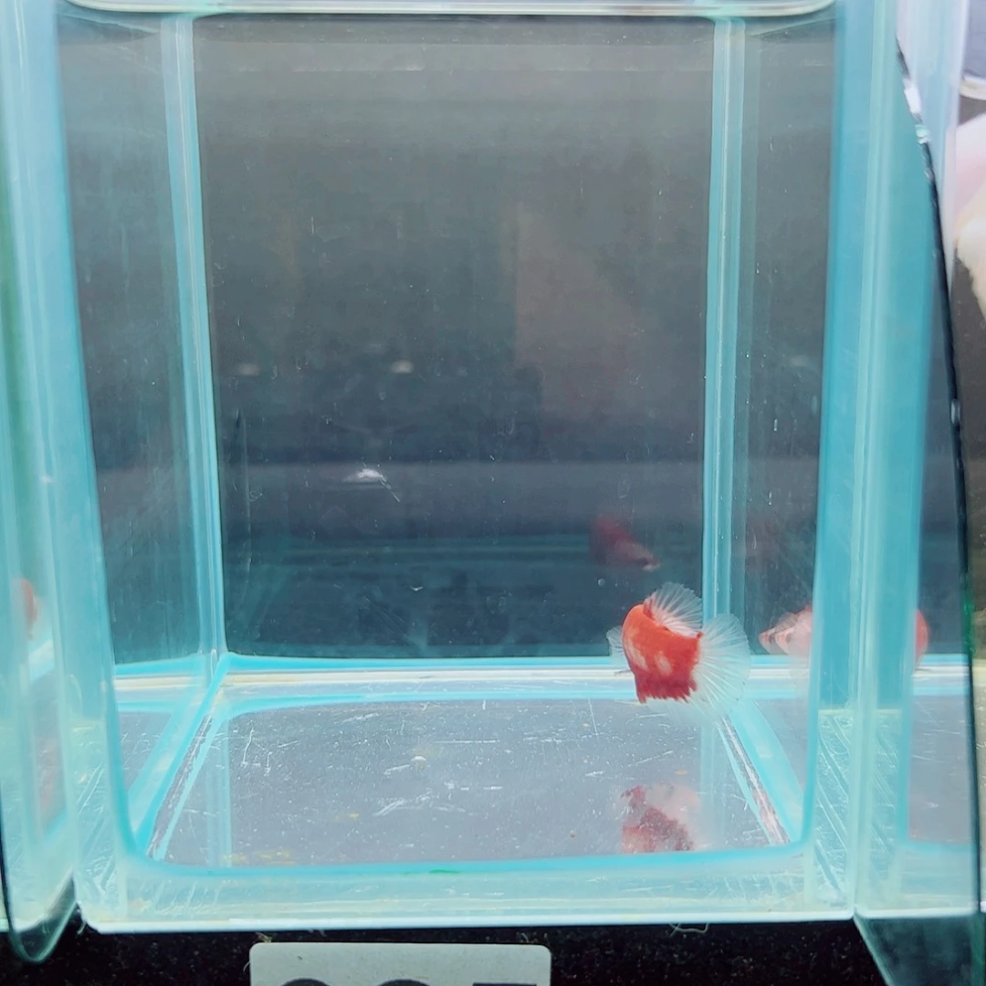 এ****斗鱼赤道斗鱼水族馆