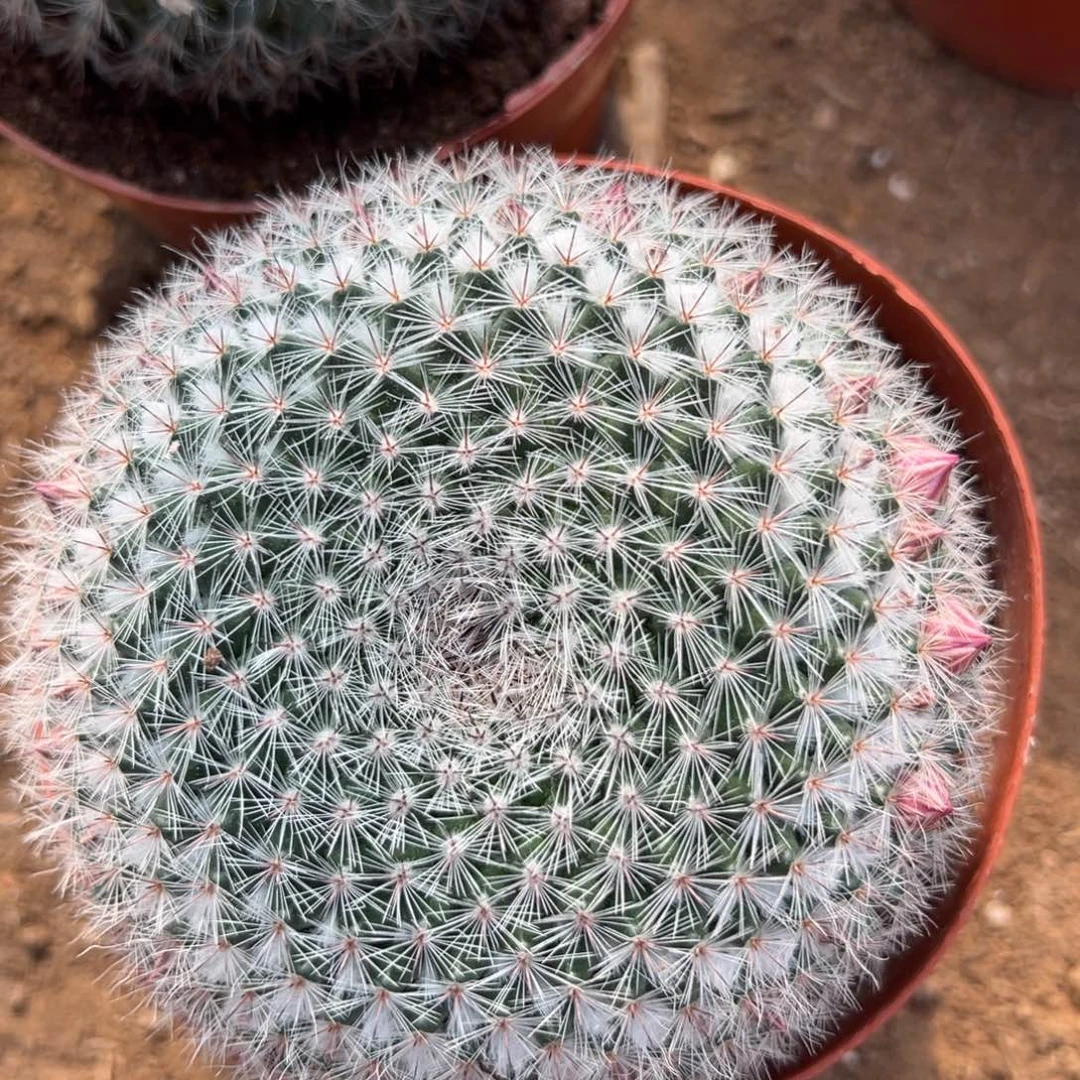 一***顺 零零落落 零零落落