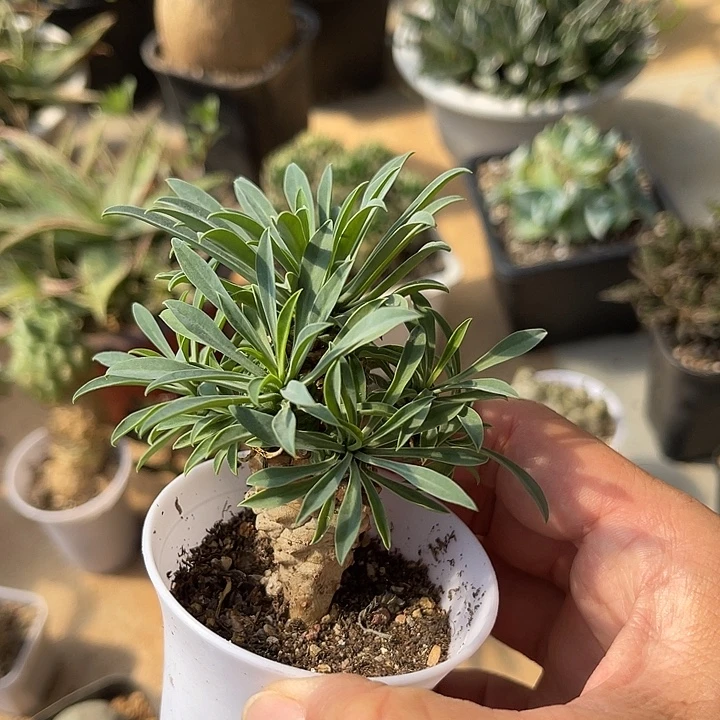 无花朵他铁甲麒麟一物一拍