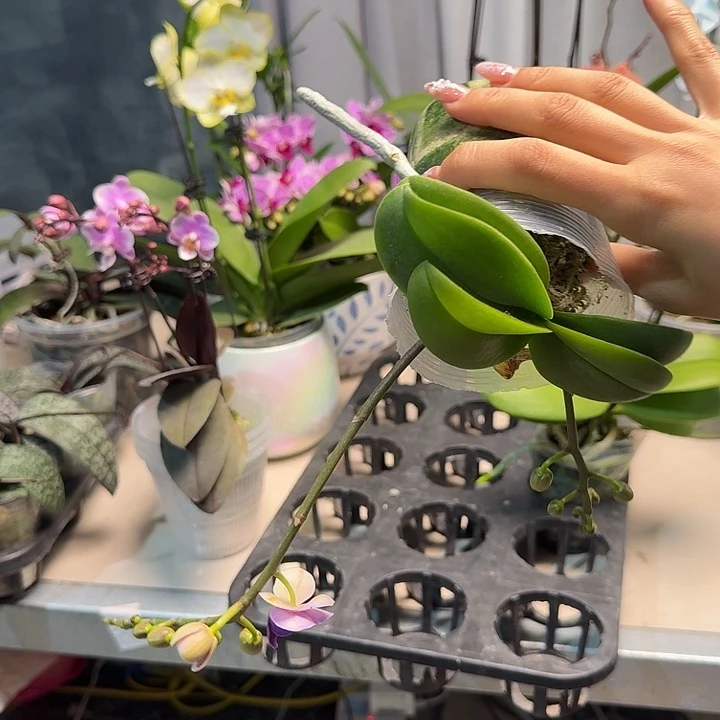 维***维大部分开放少量花苞小蓝福利苗
