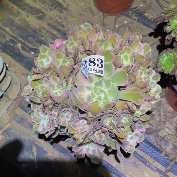 男神多肉植物的多肉植物283