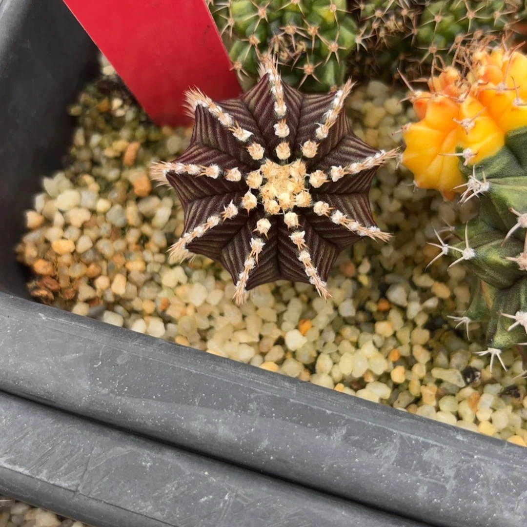 208-1211泰国发货多肉