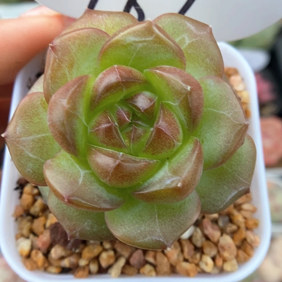 绿葡萄可拍989号。